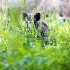 Jagdhunde können sich bei Wildschweinen mit der Aujeszkyschen Krankheit anstecken. Der Verlauf ist dann tödlich. (Symbolbild) Fo