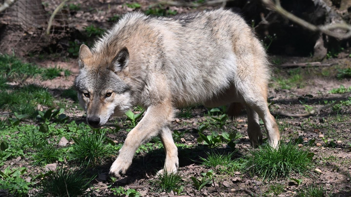 Wie geht es weiter mit dem Wolf in Brandenburg? Für die Landesregierung ist schon mal klar: Er wird ins Jagdrecht aufgenommen. (