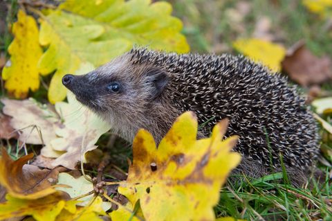 Schon Frühling? Weil es so warm war, wurden manche Winterschläfer vorzeitig wach. (Symbolbild) Foto: Patrick Pleul/dpa-Zentralbi