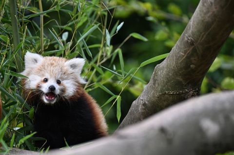 Ein junger Roter Panda sitzt in seinem Gehege. (Archivbild) Foto: Michael Brandt/dpa
