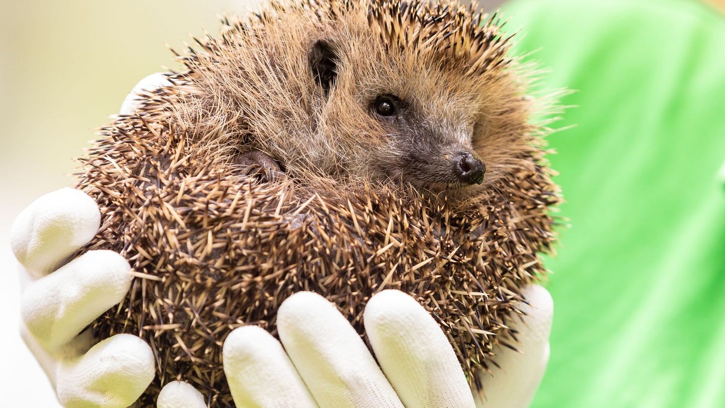 Die Lebensbedingungen für Igel sind schwierig. (Archivbild) Foto: Moritz Frankenberg/dpa