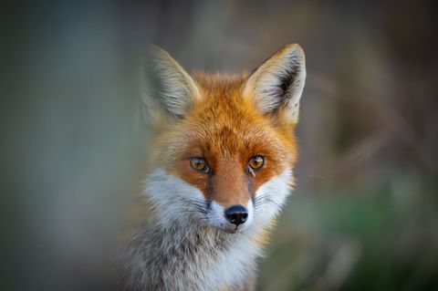 Ein junger Fuchs war angefahren worden und irrte seitdem auf einem Industriegelände umher. (Symbolbild) Foto: Patrick Pleul/dpa
