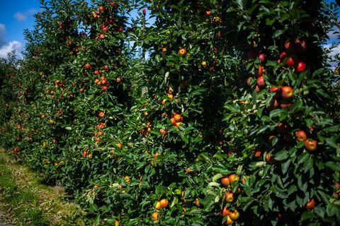 Die Apfelernte 2025 im Alten Land fällt reichhaltig aus. Foto: Sina Schuldt/dpa