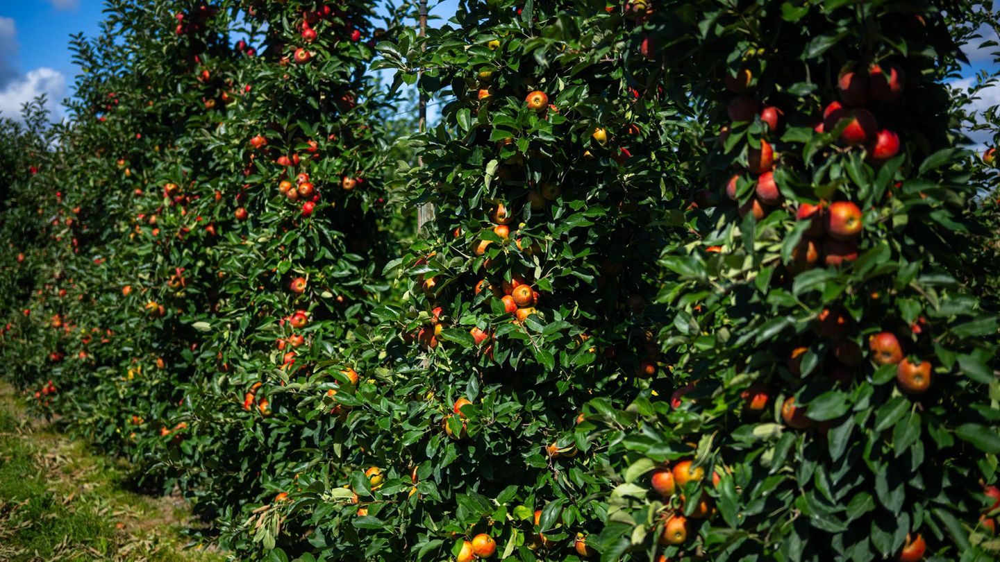Die Apfelernte 2025 im Alten Land fällt reichhaltig aus. Foto: Sina Schuldt/dpa