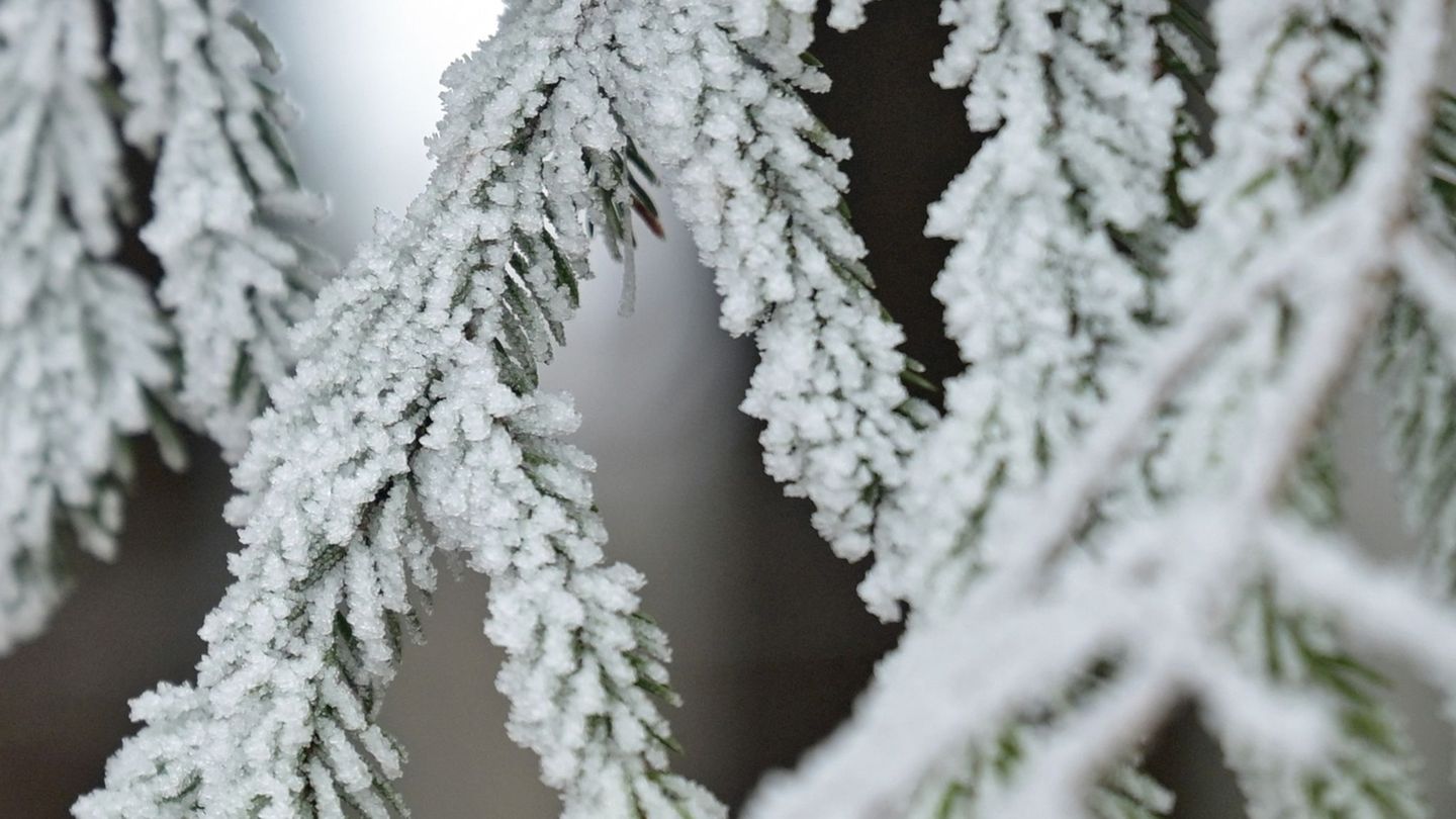 Schnee ist an Weihnachten Mangelware in Bayern. (Archivbild) Foto: Malin Wunderlich/dpa