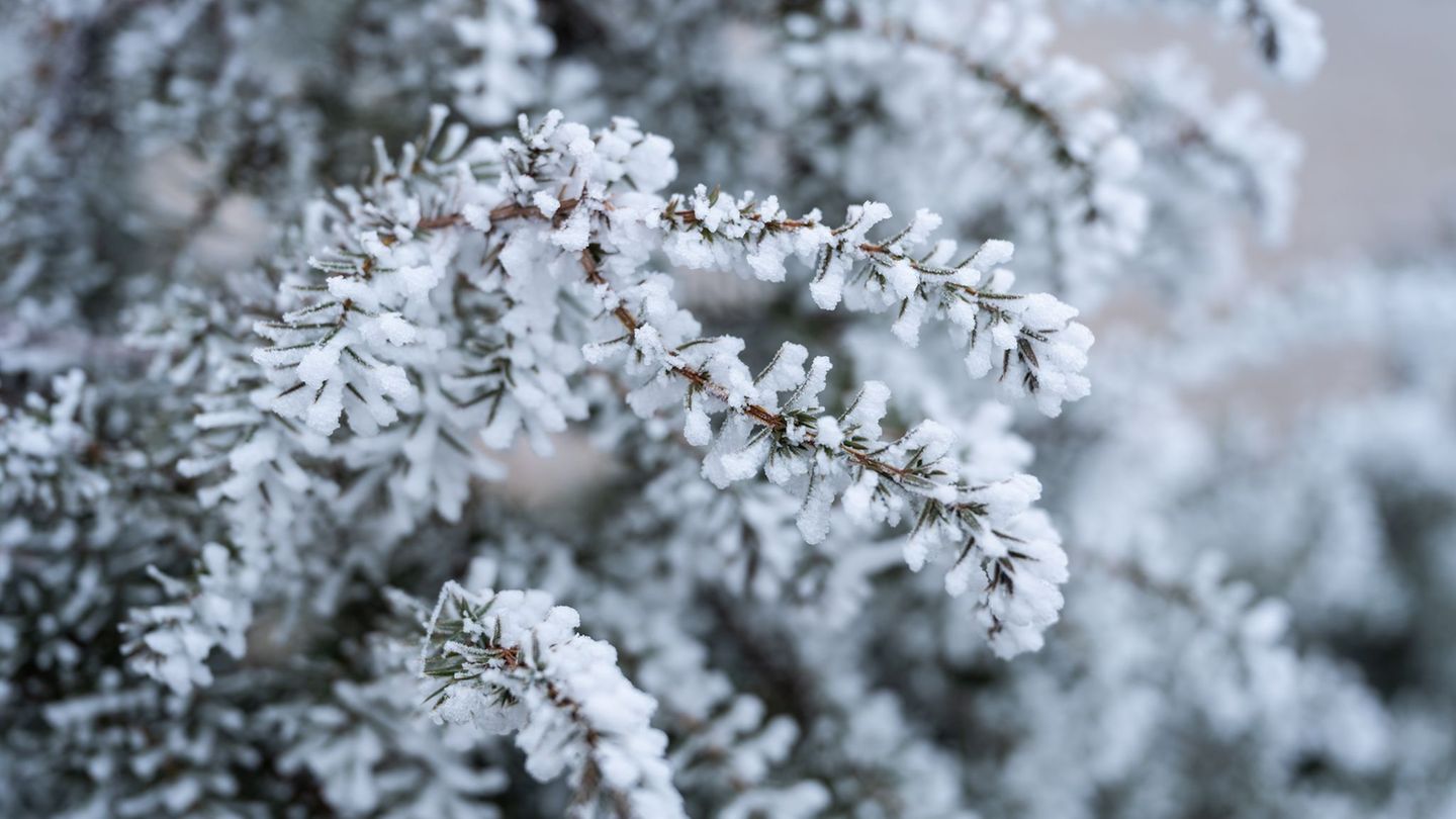 Weiße Weihnachten sind möglich. Foto: Silas Stein/dpa