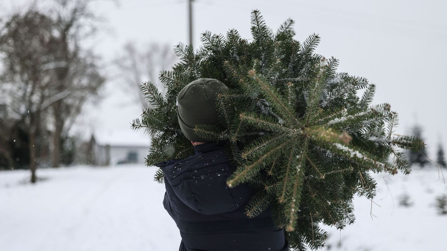 Polizisten beobachteten, wie die Männer den Weihnachtsbaum wegtragen wollten. (Symbolbild) Foto: Oliver Berg/dpa