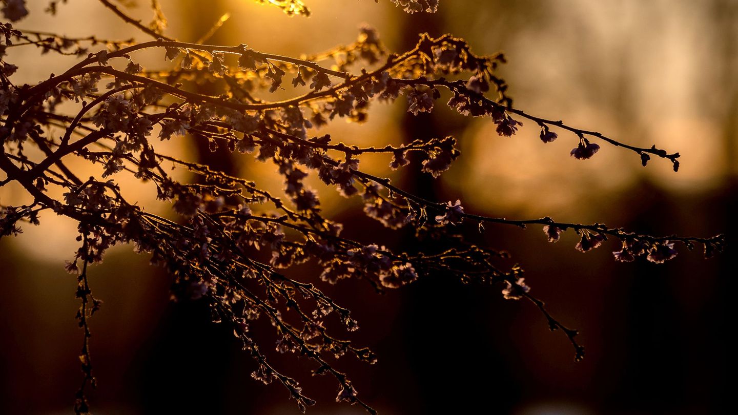 An Heiligabend war es in NRW kalt und sonnig. Foto: Rolf Vennenbernd/dpa