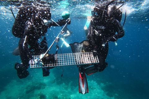 Forschende sammeln Proben unterwasser