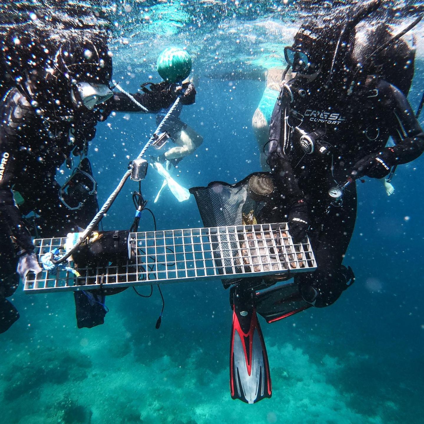 Forschende sammeln Proben unterwasser