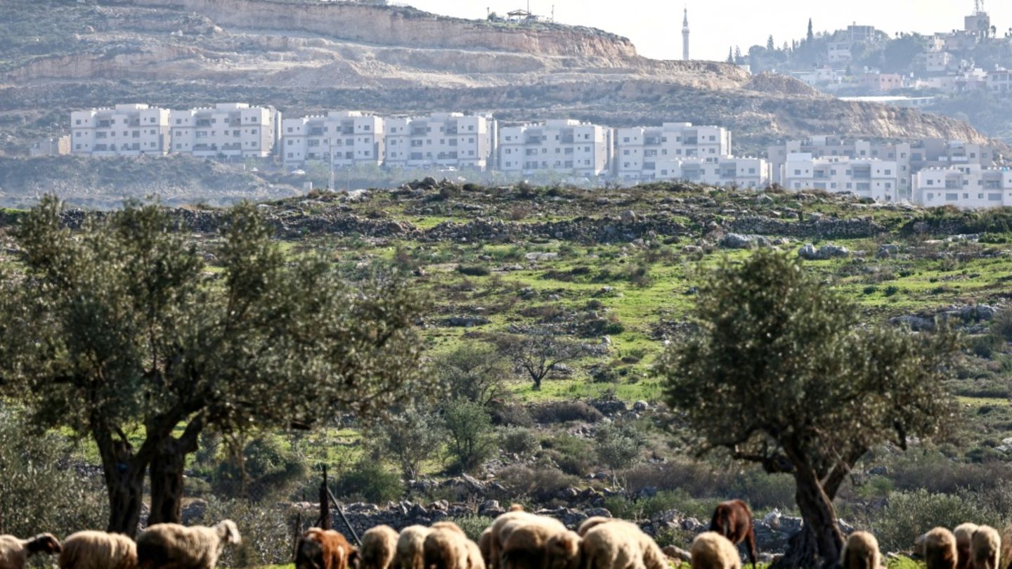 Schafe vor einer israelischen Siedlung im Westjordanland