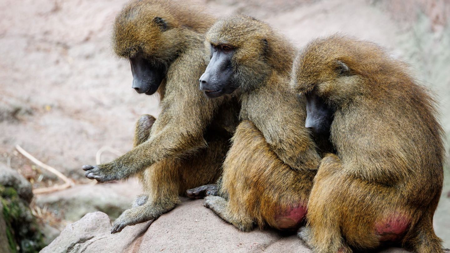 Um die Paviane im Tiergarten Nürnberg gab es großen Wirbel. (Archivbild) Foto: Daniel Karmann/dpa