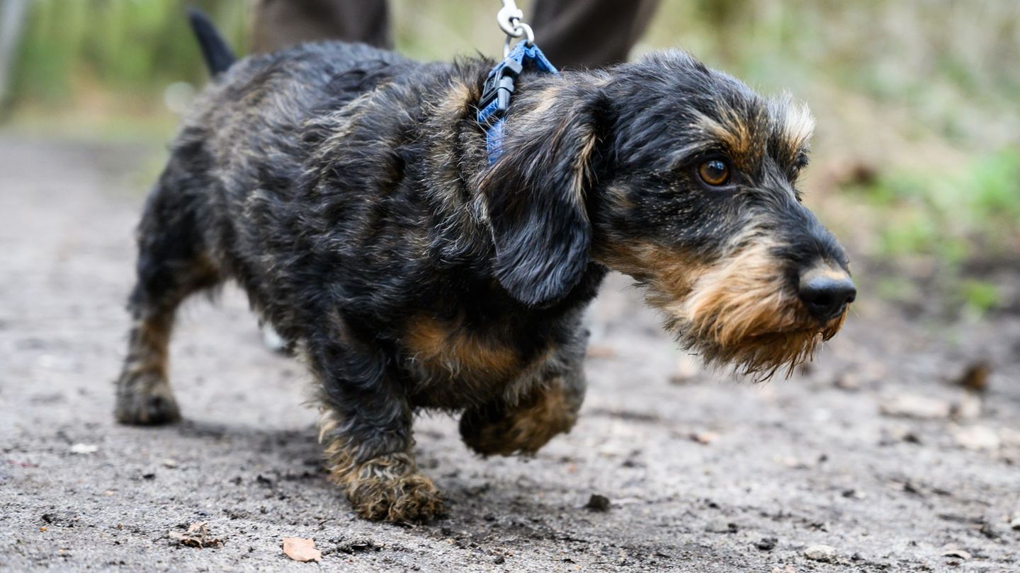 Die Polizei rät, Hunde an die Leine zu nehmen. (Symbolbild) Foto: Christophe Gateau/dpa