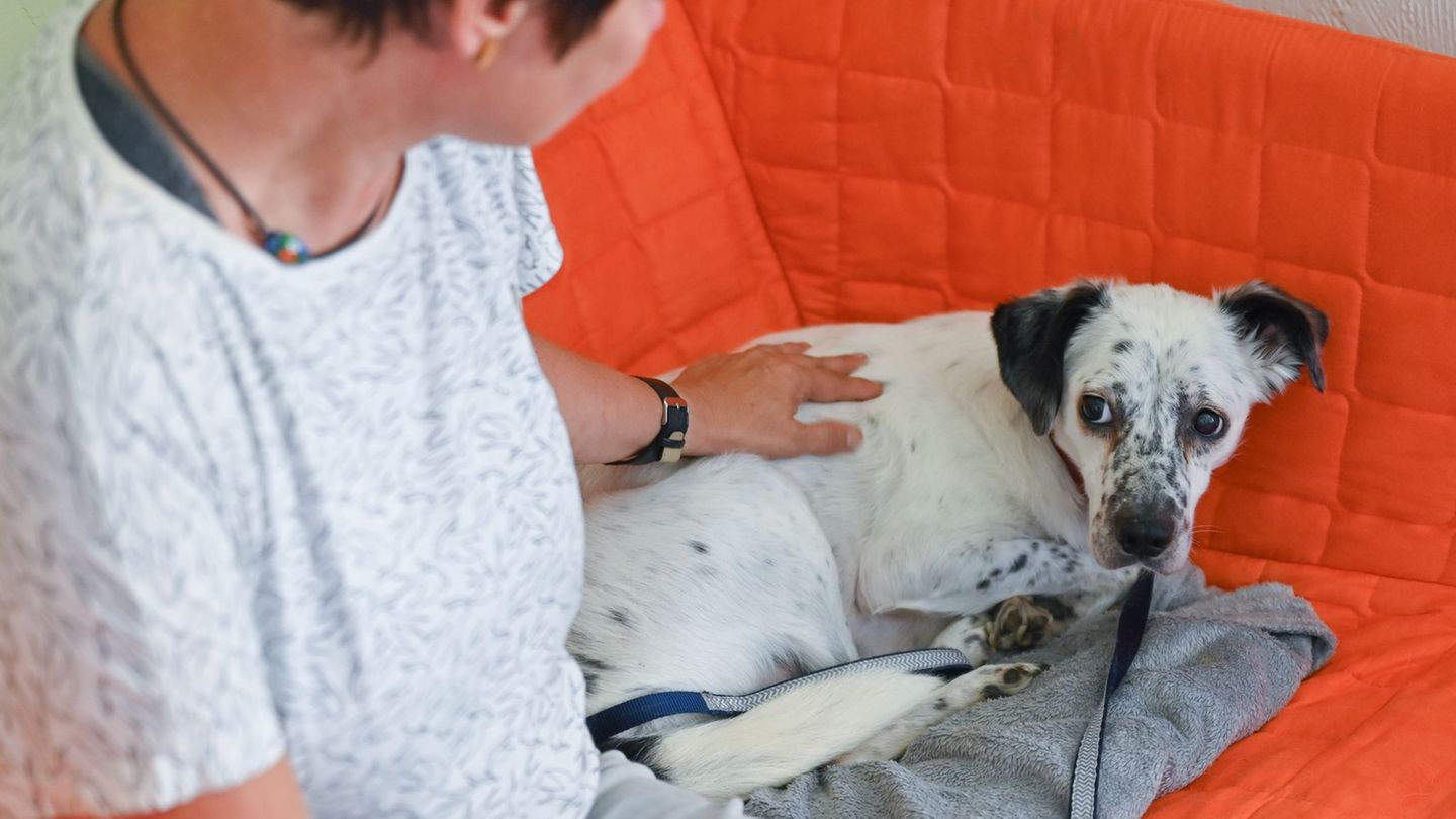 Silvesterfeuerwerk-Diskussion-um-Jahresausklang-ohne-B-ller-nimmt-Fahrt-auf