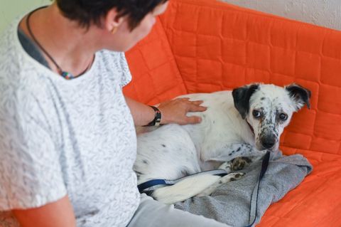 Ängstliche Hunde bekommen wegen der Böllerei zu Silvester oft Panikzustände und müssen beruhigt werden. (Symbolfoto) Foto: Patri
