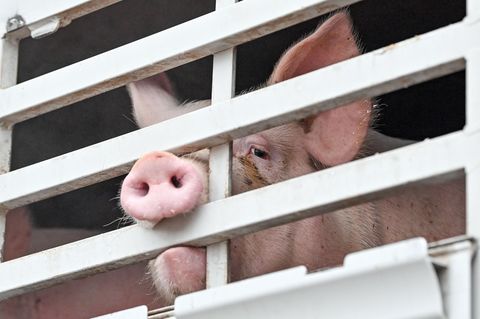 Kann Brandenburg nach dem Aus des größten Schweineschlachthofs in Perleberg neue Kapazitäten aufbauen? Dies sei auch für den Kri