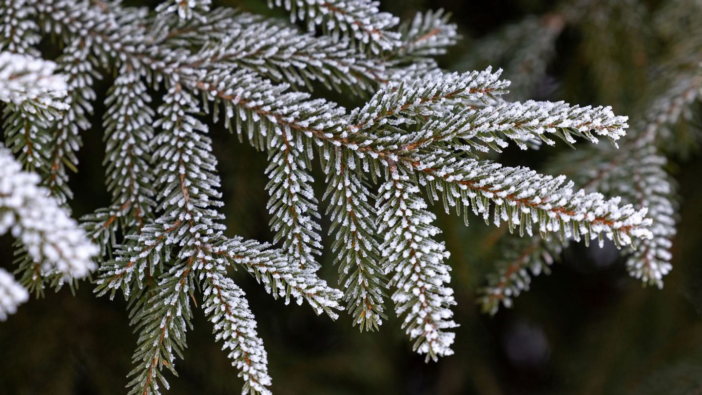 Wintersport: Nur ein Hauch von Schnee im Thüringer Wald