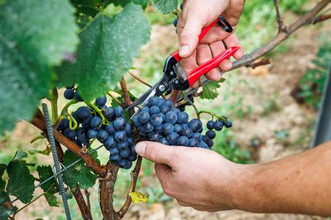 Bauernpräsident Joachim Rukwied sagt, der Weinbau sei in der größten Krise seit Jahrzehnten.(Archivbild) Foto: Lando Hass/dpa