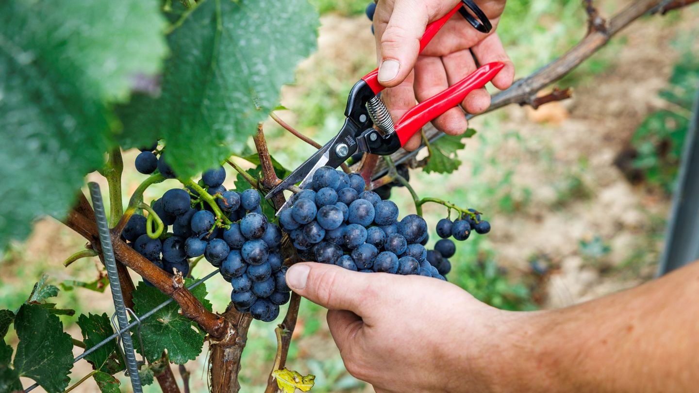 Bauernpräsident Joachim Rukwied sagt, der Weinbau sei in der größten Krise seit Jahrzehnten.(Archivbild) Foto: Lando Hass/dpa