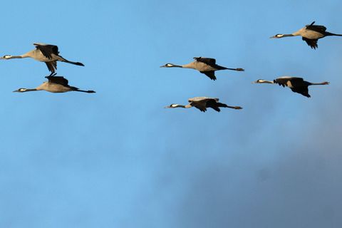 Winterflucht: Tausende Kraniche sind erst jetzt gen Süden losgezogen. (Symbolbild) Foto: Sina Schuldt/dpa