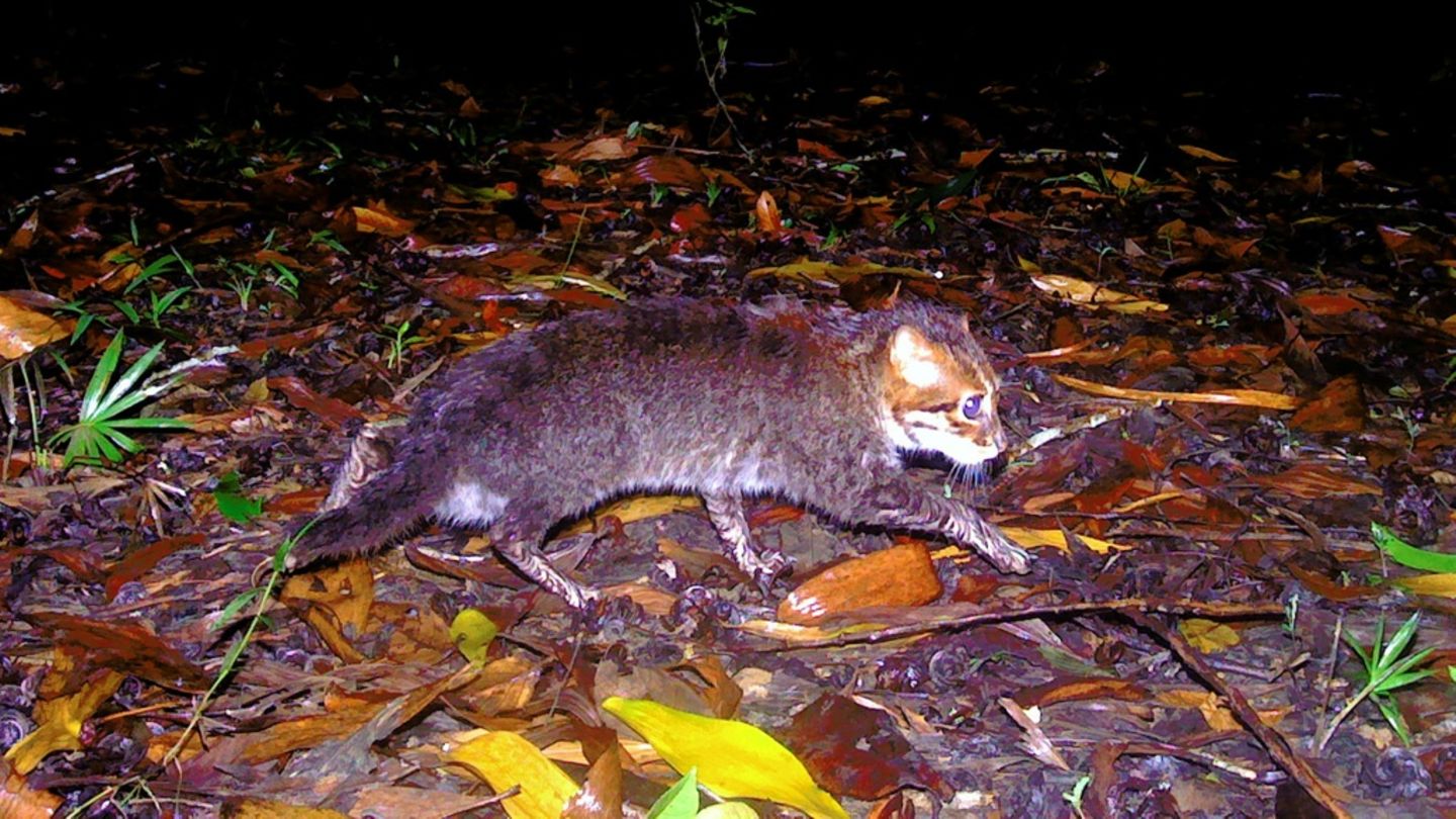 Forscher entdecken in Thailand ausgestorben geglaubte Wildkatze wieder