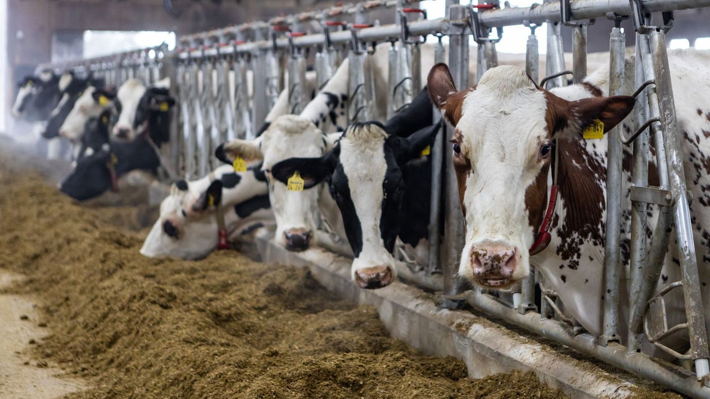 Landwirtschaft: Sinkende Preise und Bürokratie belasten Hessens Landwirte