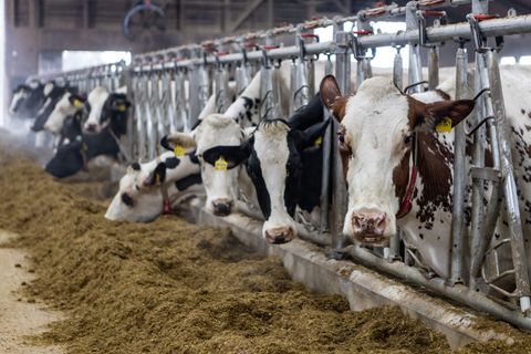 Sinkende Erzeugerpreise machen Bauern zu schaffen. (Archivbild) Foto: Christian Lademann/dpa