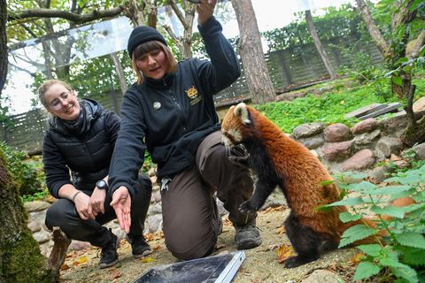 Die Roten Pandas im Magdeburger Zoo hatten in diesem Jahr einen Neuzugang bekommen. (Archivbild) Foto: Klaus-Dietmar Gabbert/dpa