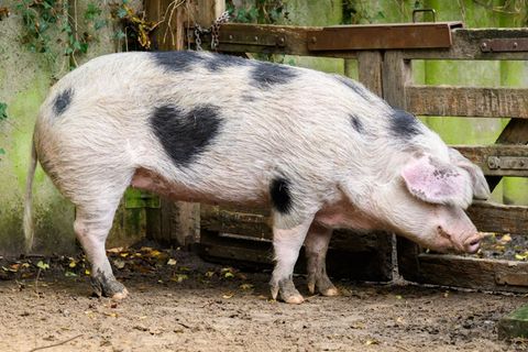 Das Schwein Wilma aus dem Zoo Hannover hat auf seiner rechten Seite einen herzförmigen Fleck. (Archivbild) Foto: Julian Stratens