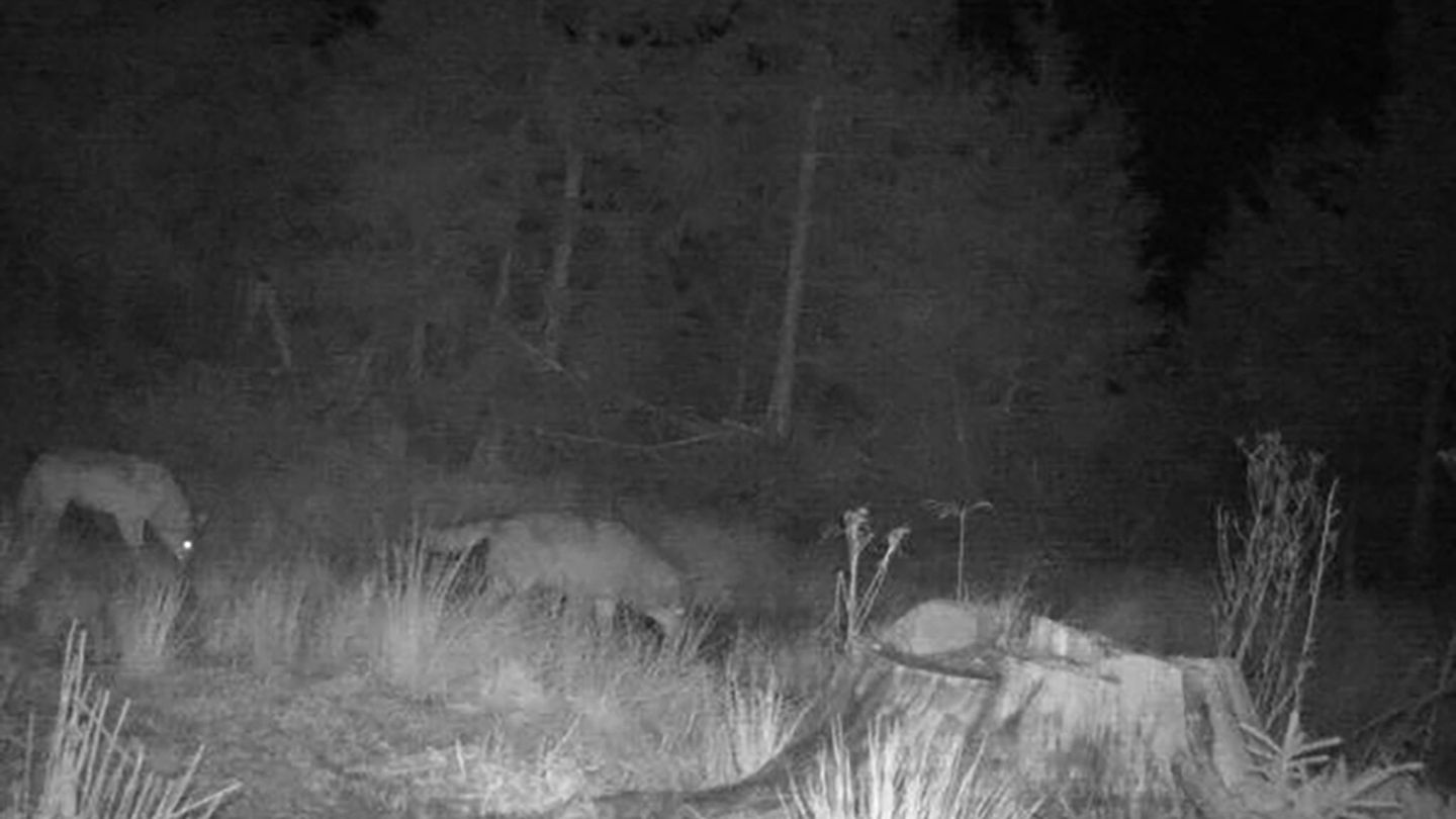 Ist ein Wolf verantwortlich für die toten Tiere? (Archivbild) Foto: Privat/FVA Baden-Württemberg/dpa