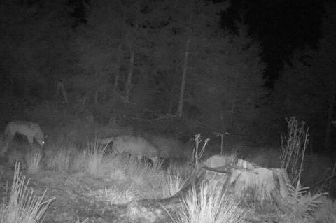 Ist ein Wolf verantwortlich für die toten Tiere? (Archivbild) Foto: Privat/FVA Baden-Württemberg/dpa