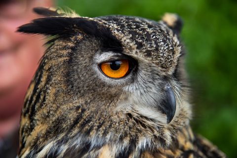 Einen geschwächten Uhu hat die Polizei aus dem Landkreis Osnabrück in eine Wildvogel-Auffangstation gebracht. (Symbolbild) Foto: