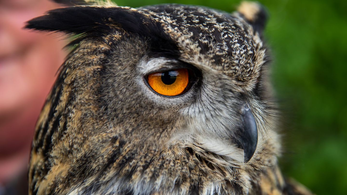 Einen geschwächten Uhu hat die Polizei aus dem Landkreis Osnabrück in eine Wildvogel-Auffangstation gebracht. (Symbolbild) Foto: