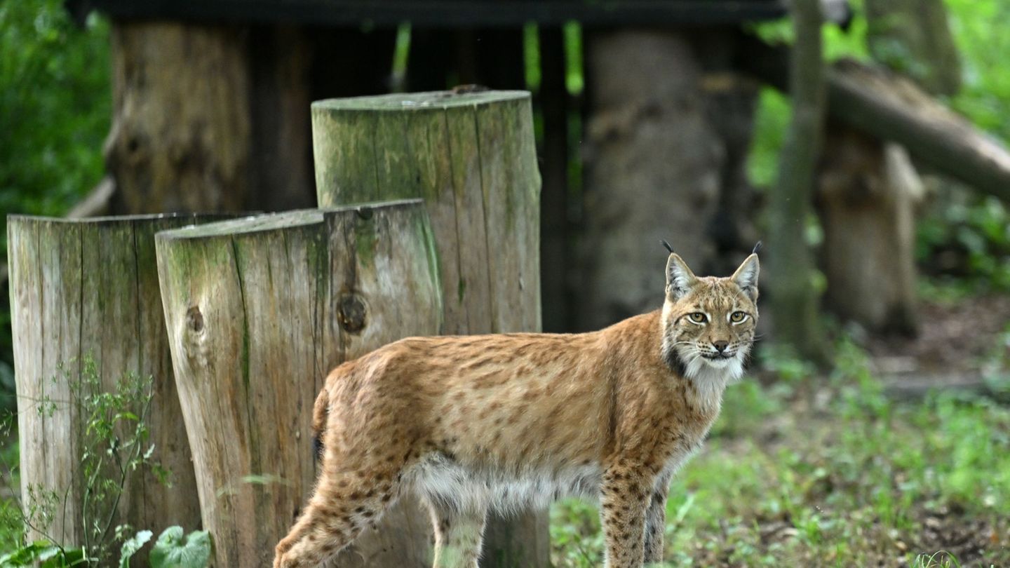 2026 sollen über ein Projekt des BUND Thüringen weitere Luchse im Thüringer Wald ausgewildert werden. (Symbolfoto) Foto: Martin