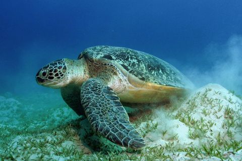 Auch die Grünen Meeresschildkröten gehören WWF zufolge zu den Gewinnern des Jahres. Foto: Philipp Kanstinger/WWF /dpa