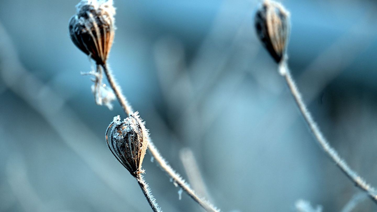 In Nordrhein-Westfalen bleibt es auch in den kommenden Tagen frostig. (Archivbild) Foto: Federico Gambarini/dpa