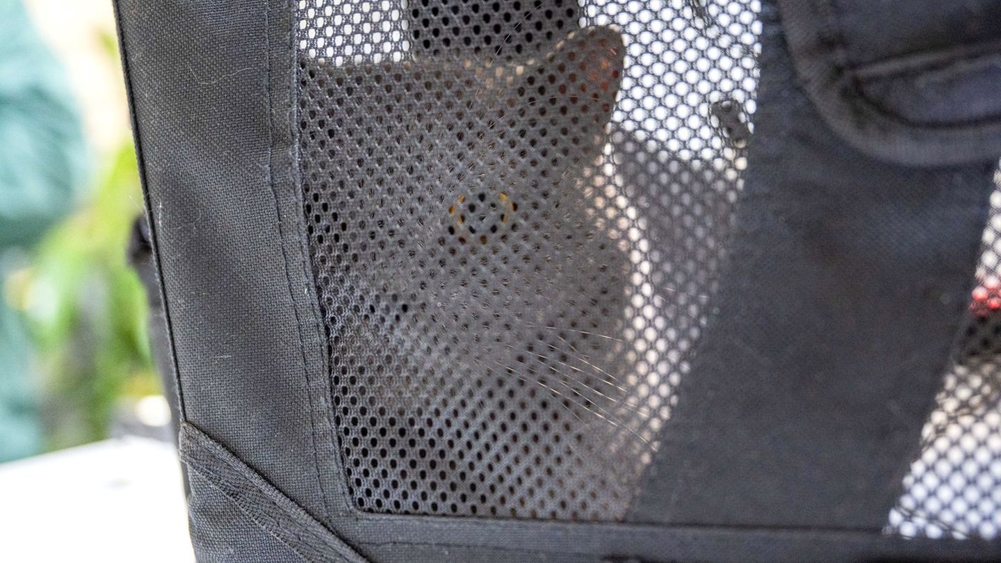 Auch in diesem Jahr sind wieder zahlreiche Tiere kurz nach Weihnachten ausgesetzt worden. Foto: Christophe Gateau/dpa