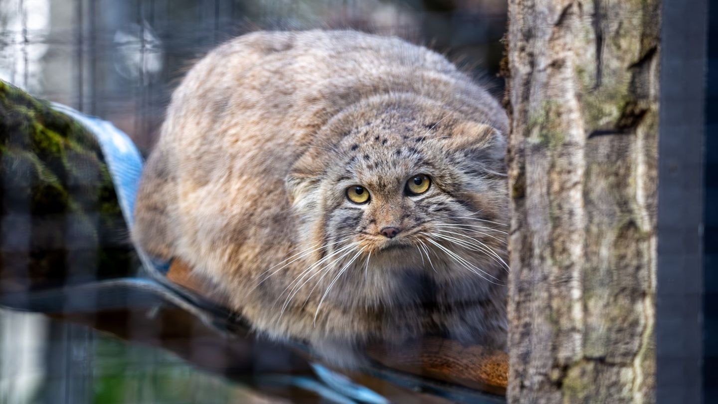 Im Zoo Neuwied sind gerade zwei Exemplare eingezogen. Foto: Pascal Dalpiaz/Zoo Neuwied/dpa