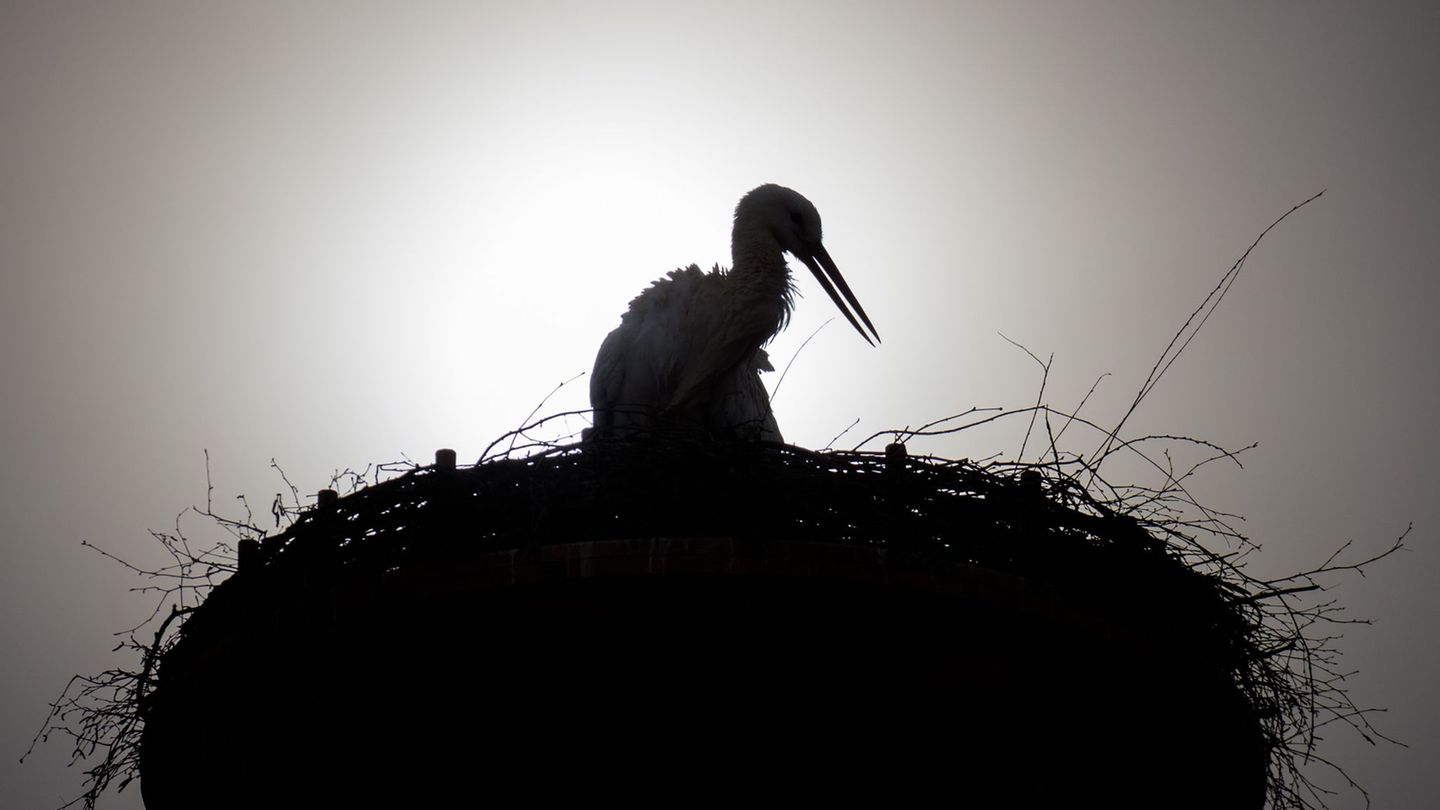 Die Staatliche Vogelschutzwarte Seebach beklagte in diesem Jahr einige Fälle, in denen Störche gestorben sind, nachdem sie Gummi
