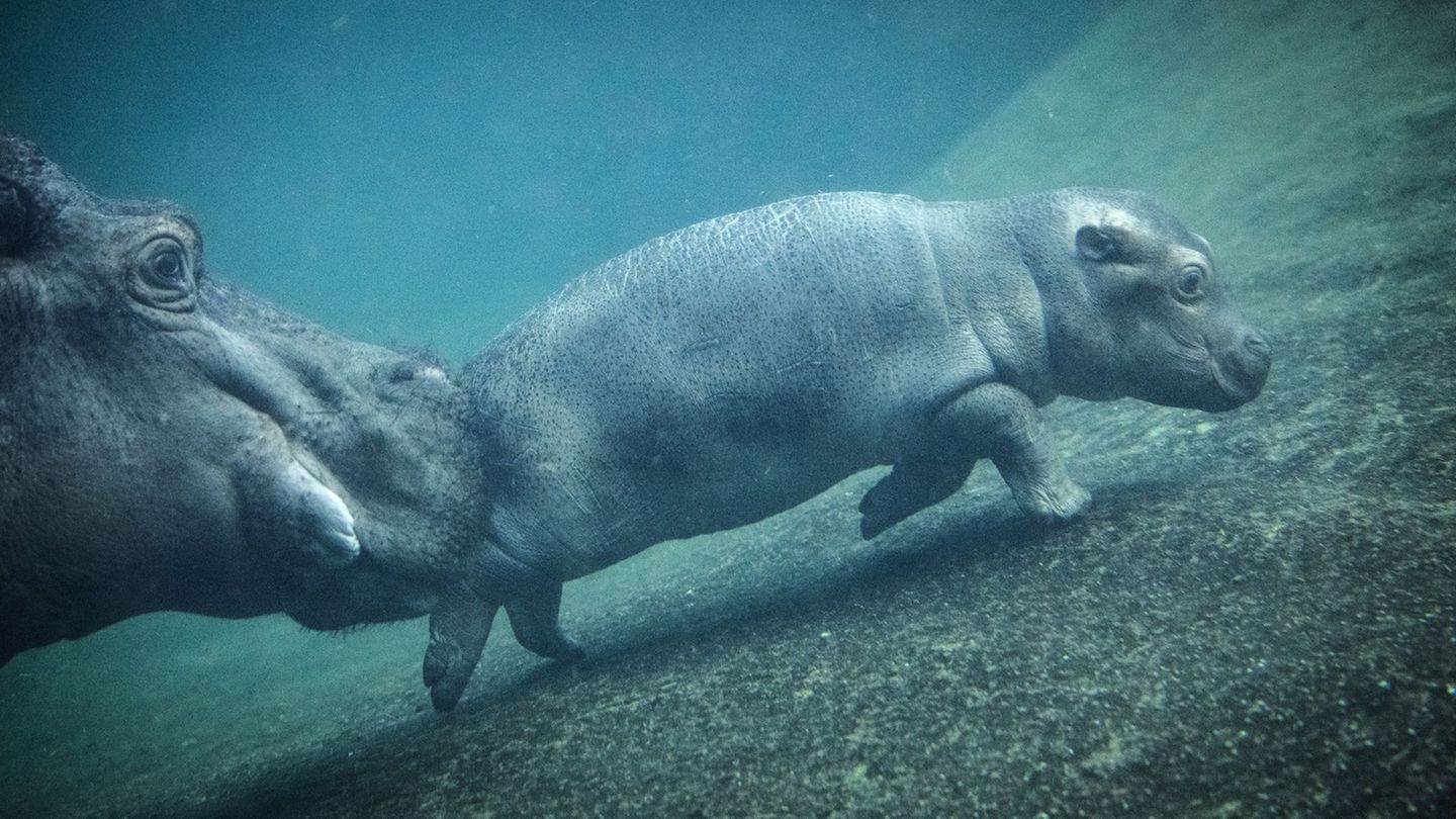 Hat erst sei ein paar Wochen einen Namen: Der kleine Hippo-Bulle Willi Wackelöhrchen. (Archivbild) Foto: Bernd von Jutrczenka/dp