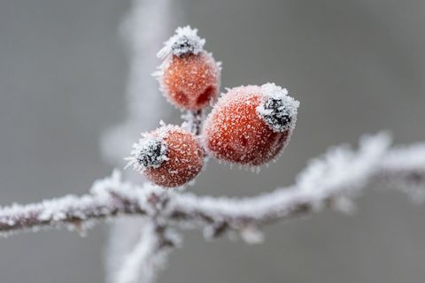 Gerade nachts wird es bitterkalt in Baden-Württemberg. Foto: Silas Stein/dpa