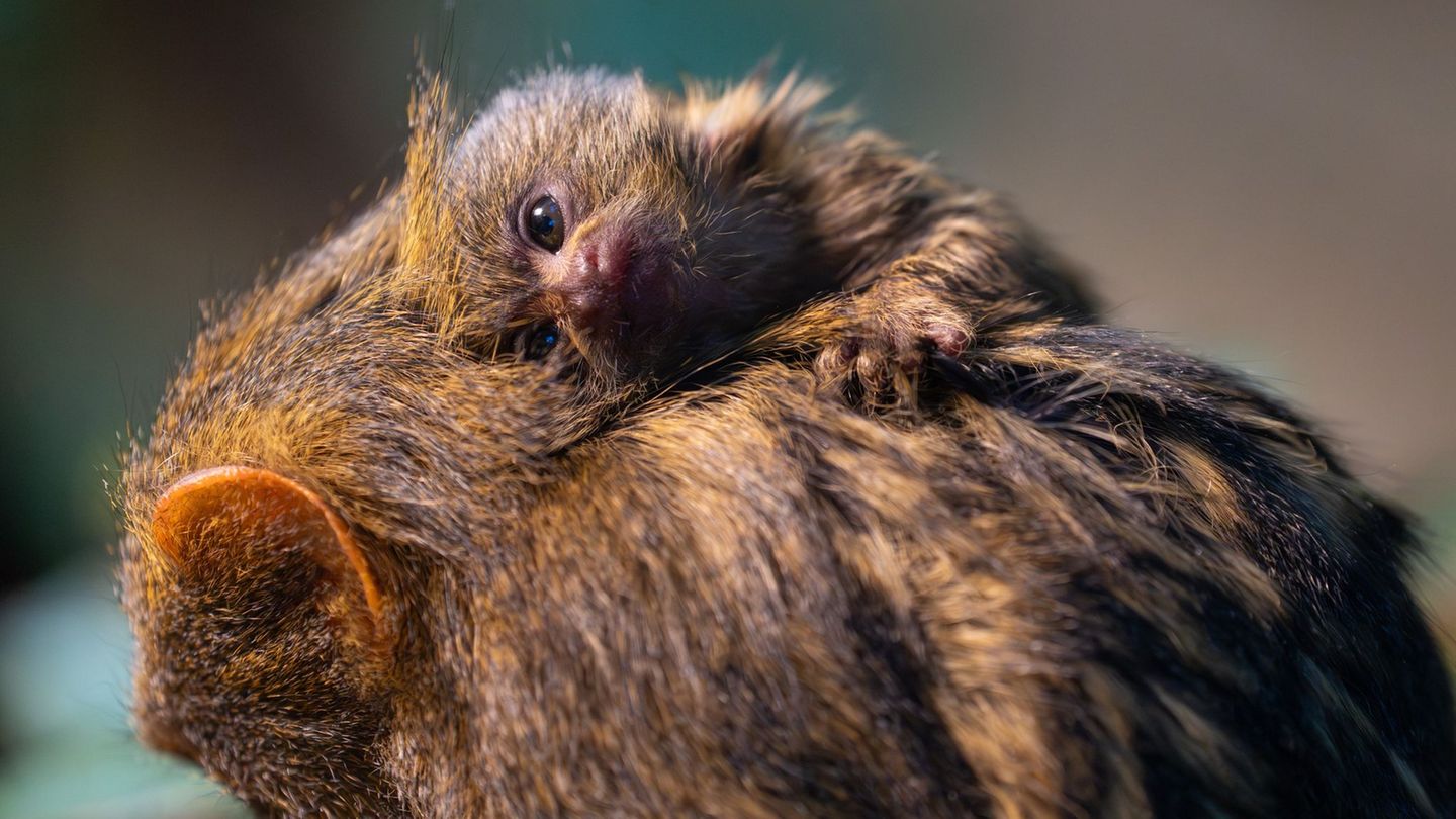Noch wird das Jungtier rund um die Uhr herumgetragen. (Foto-Handout) Foto: Wilhelma Stuttgart/dpa