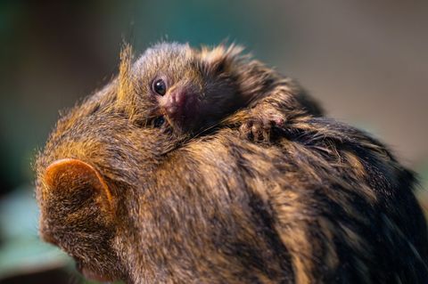 Noch wird das Jungtier rund um die Uhr herumgetragen. (Foto-Handout) Foto: Wilhelma Stuttgart/dpa