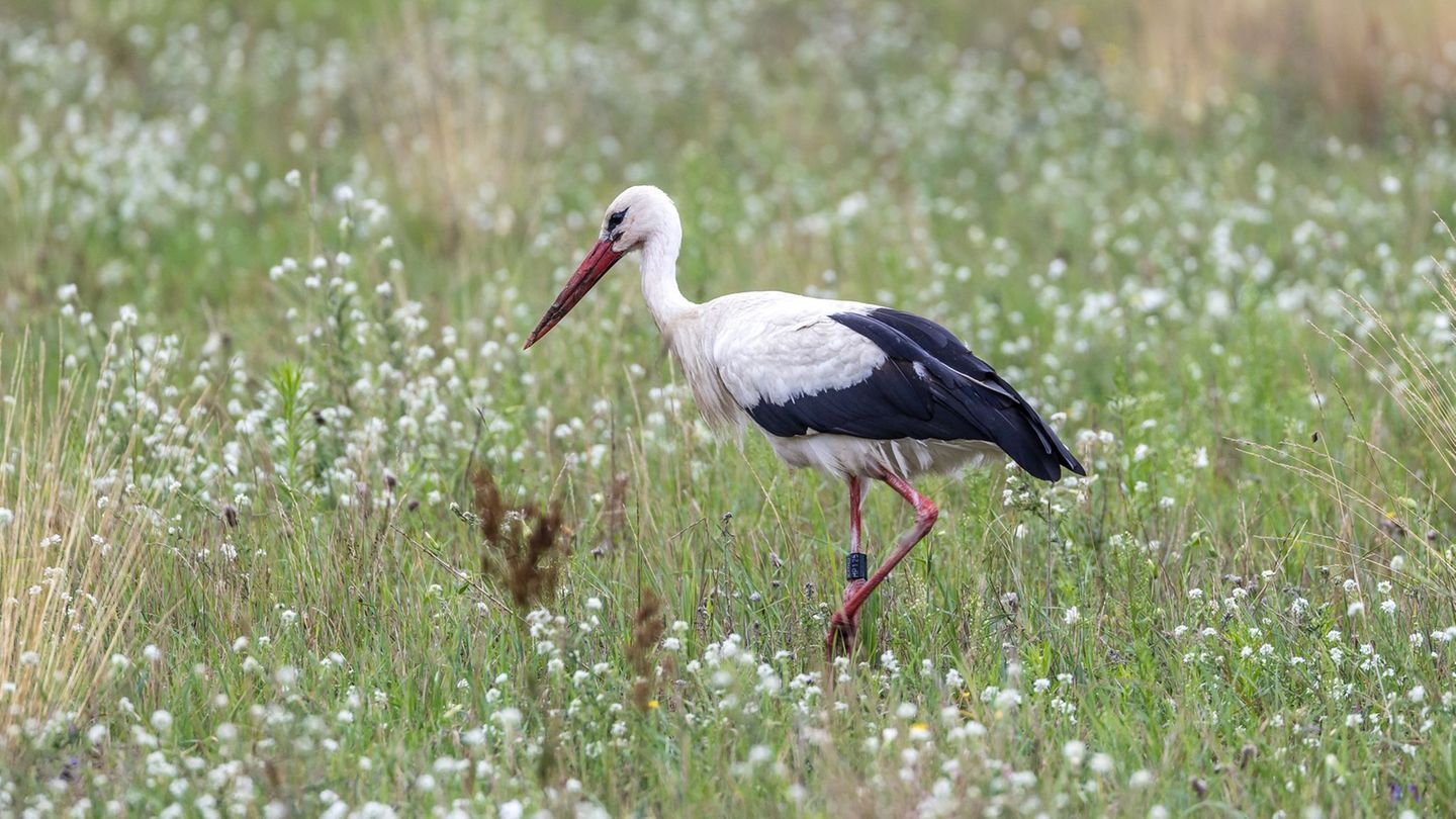 In Brandenburg brüten jedes Jahr zahlreiche Weißstörche - doch jetzt herrscht wegen der Vogelgrippe Besorgnis, dass weniger Vöge