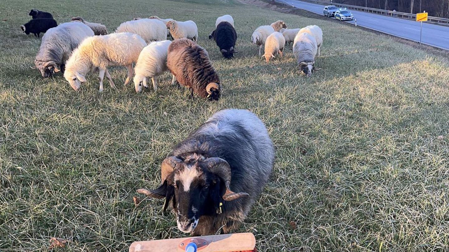 Bis zum Eintreffen des Eigentümers kümmerte sich die Polizei um die Tiere. Foto: -/Polizeiinspektion Pegnitz/dpa