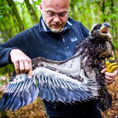 Der Seeadler-Experte René Feige hatte kurz nach Weihnachten von der Baumfällung erfahren. (Archivbild) Foto: Jens Büttner/dpa