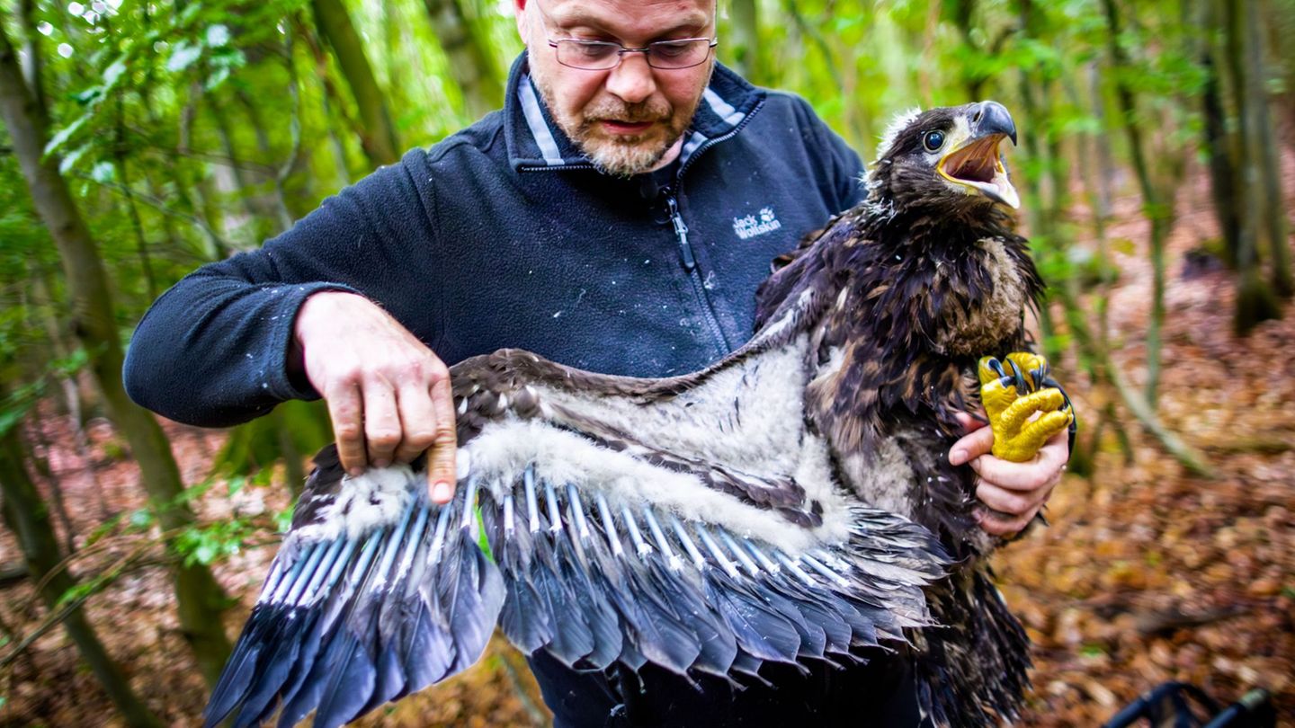 Der Seeadler-Experte René Feige hatte kurz nach Weihnachten von der Baumfällung erfahren. (Archivbild) Foto: Jens Büttner/dpa