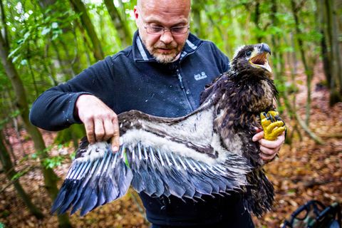 Der Seeadler-Experte René Feige hatte kurz nach Weihnachten von der Baumfällung erfahren. (Archivbild) Foto: Jens Büttner/dpa