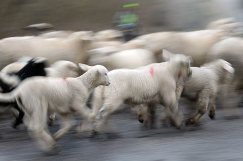 Bei Biberach ist ein Autofahrer in eine Schafherde gefahren. (Symbolbild) Foto: Patrick Seeger/dpa