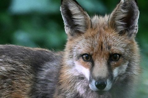 Fuchs in einem Park in Berlin